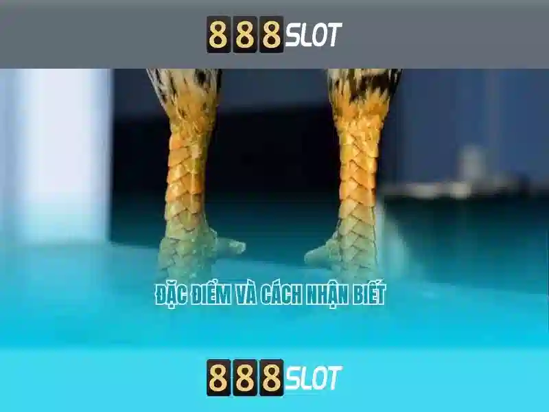  khuyến mãi Slot - 888slot